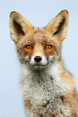 Wall Art - Photograph - That Foxy Face by Roeselien Raimond