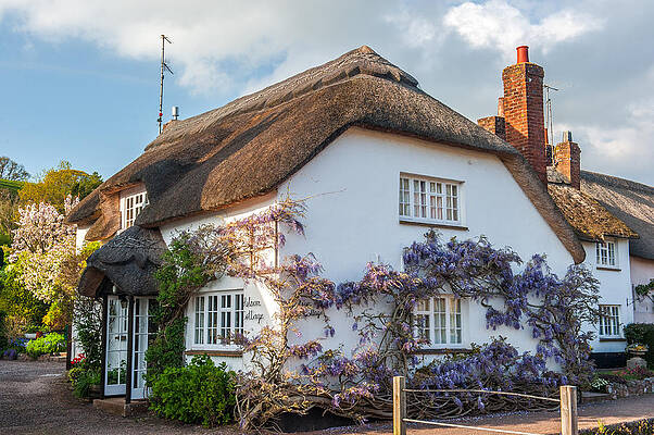 Wall Art - Photograph - Thatched Cottage in Otterton Devon by David Ross