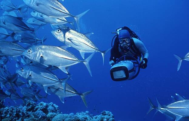 The Adventures of Quest Sea Life by Retro Images Archive The Adventures of Quest Sea Life by Retro Images Archive