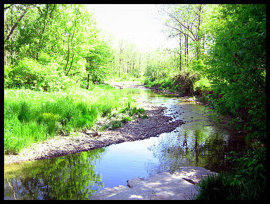 Wall Art - Photograph - The Babbling Stream by Shawn Dall