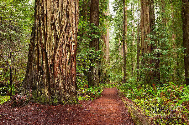 Wall Art - Photograph - The beautiful and massive giant redwoods Sequoia sempervirens in Redwoods National Park. by Jamie Pham