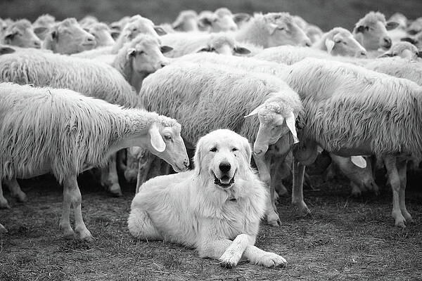 Wall Art - Photograph - The Boss by Lucian Constantin