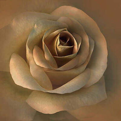 Grandeur Ivory Rose Flower Photograph by Jennie Marie Schell - Fine Art  America