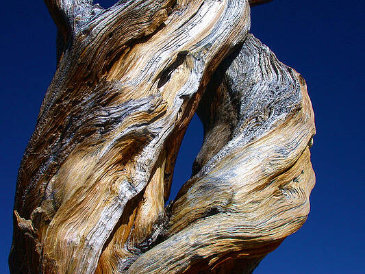 Wall Art - Photograph - The D Tree by Shane Bechler