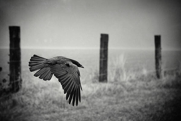 Wall Art - Photograph - The Day Of The Raven by Holger Droste