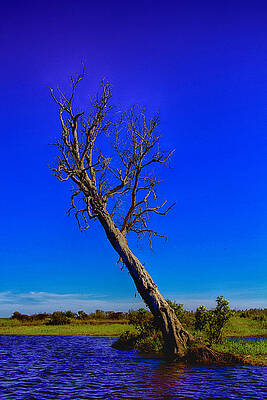 Wall Art - Photograph - The Death of  a Tree V5 by Douglas Barnard