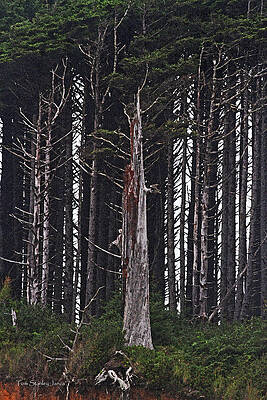 Wall Art - Photograph - The Deep Dark Sharp Forest by Tom Janca