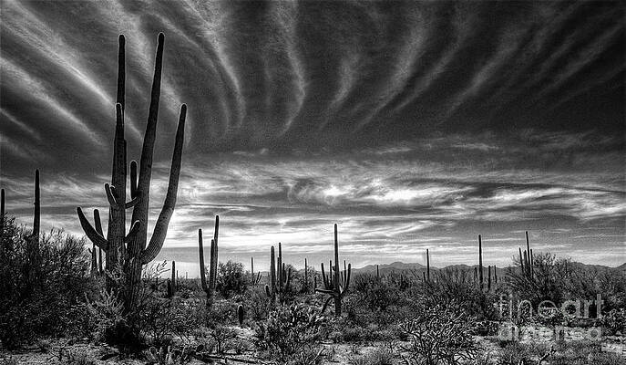 The Desert in Black and White by Saija Lehtonen The Desert in Black and White by Saija Lehtonen
