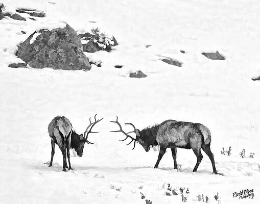 The duel by A Hint of Color Photography The duel by A Hint of Color Photography