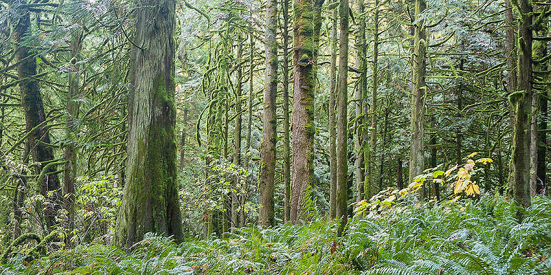 The Emerald Forest by Linda McRae The Emerald Forest by Linda McRae