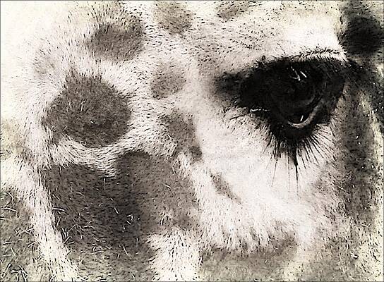 The eyes have it by Michelle Frizzell-Thompson