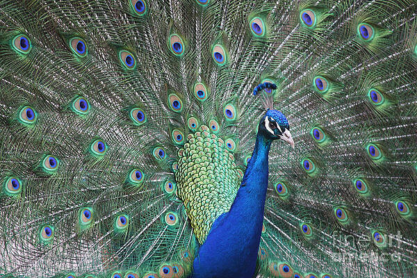 The Eyes Have It by Rusty Green The Eyes Have It by Rusty Green