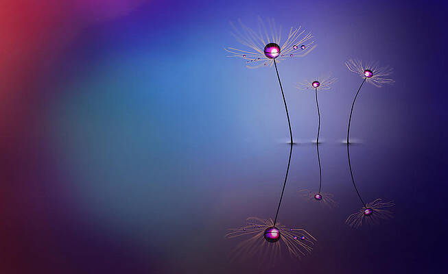 The family by Mihai Medves