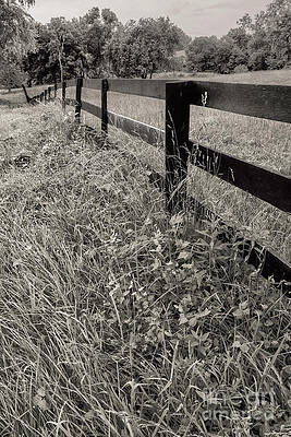 The Fence-line by Arlene Carmel The Fence-line by Arlene Carmel
