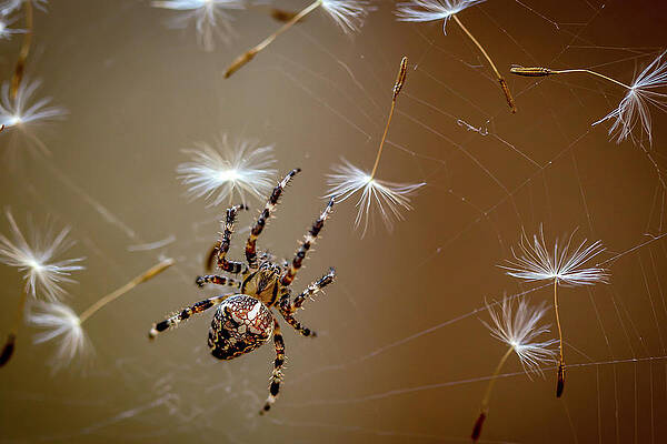 Wall Art - Photograph - The Flies Are Finished. Only Dandelions Salad Left. by Dmitry Skvortsov