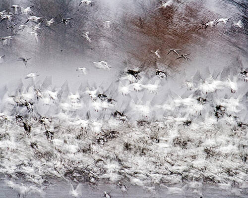 Wall Art - Photograph - The Flight Chaotic by Kevin Anderson