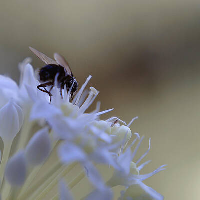The Fly by Opit M Saufi