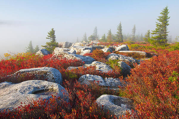 The Fog Clears at Dolly Sods by Bill Swindaman The Fog Clears at Dolly Sods by Bill Swindaman