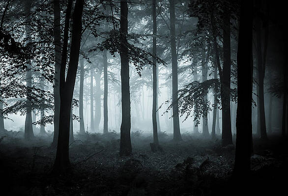 The Fog by Ian Hufton The Fog by Ian Hufton