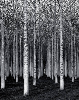 Wall Art - Photograph - The Forest For The Trees by David Scarbrough