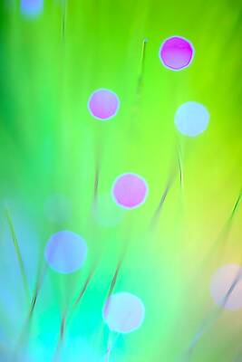 The Garden by Dazzle Zazz The Garden by Dazzle Zazz