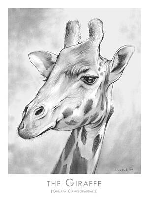 African Animal Drawings - Fine Art America