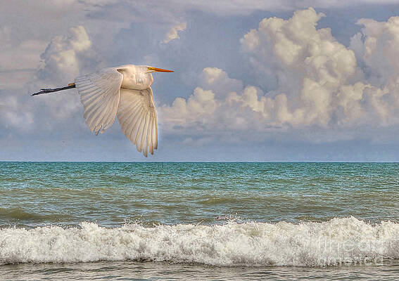Wall Art - Photograph - The Great Egret And The Ocean by Kathy Baccari