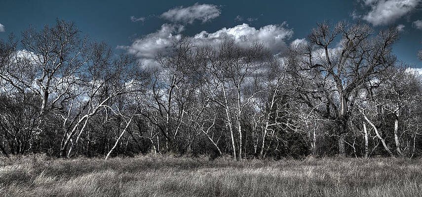 The Grey by Dead Spot Shots