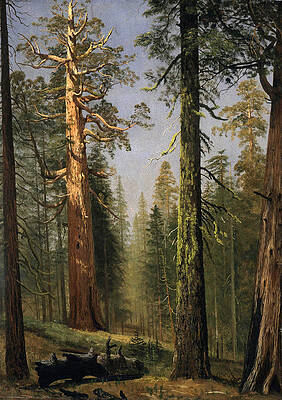The Grizzly Giant Sequoia Mariposa Grove California Print by Albert Bierstadt