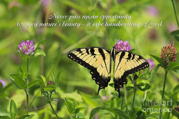 Wall Art - Photograph - The Handwriting of God by Jill Lang