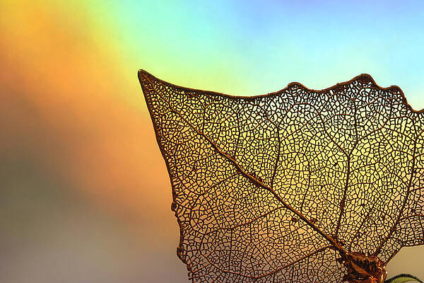 The Intricacies of a Leaf by Beverly Hanson The Intricacies of a Leaf by Beverly Hanson