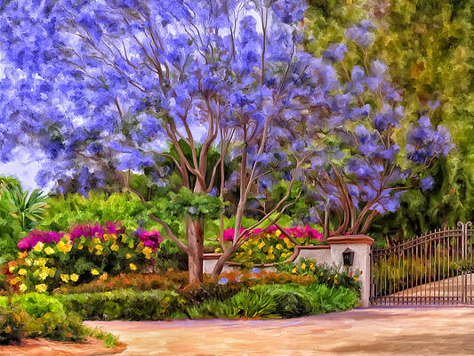 The Jacaranda by Michael Pickett The Jacaranda by Michael Pickett