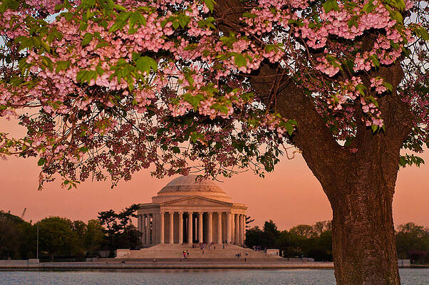 Wall Art - Photograph - The Jefferson Memorial Framed by a Cherry Tree by Mitchell R Grosky