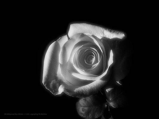 The Black Rose Art