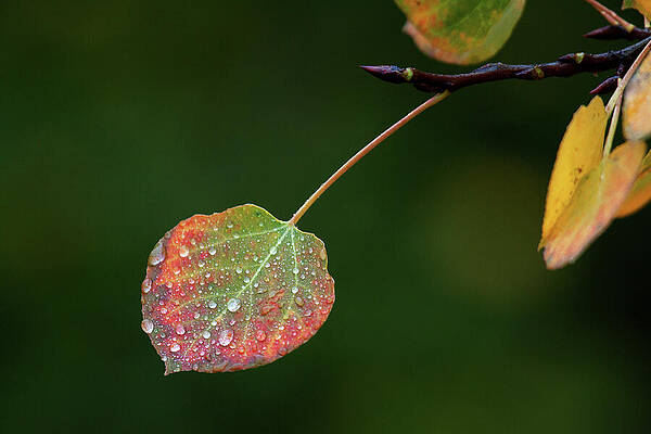 The Latter Rain by Jim Garrison The Latter Rain by Jim Garrison
