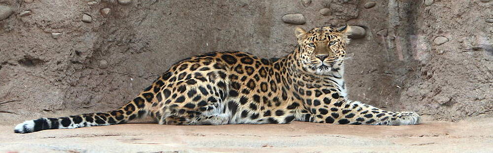 Wall Art - Photograph - The Leopard by David Andersen