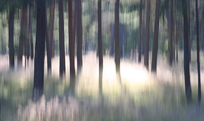 The light of the Forest by Dreamland Media The light of the Forest by Dreamland Media
