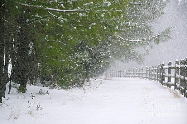The long walk home by Sue McGlothlin The long walk home by Sue McGlothlin