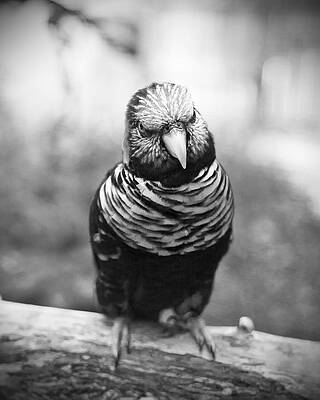 The Lorikeet by Stephanie Sherman