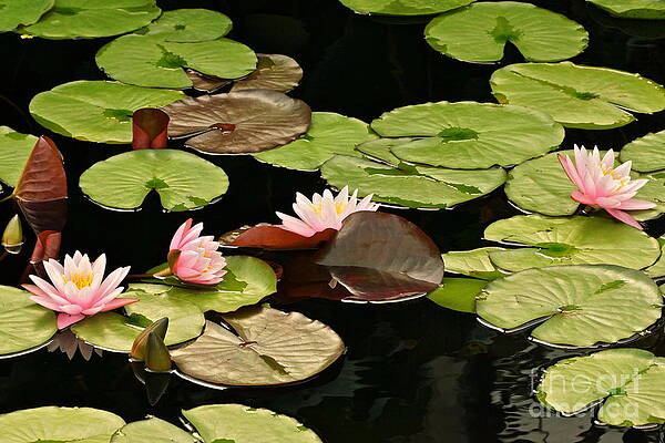 The loveliness of waterlilies by Byron Varvarigos The loveliness of waterlilies by Byron Varvarigos