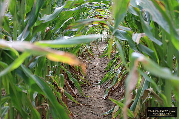 THE MAZE by Y C THE MAZE by Y C