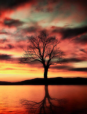 Wall Art - Photograph - The Memory Tree by Ally  White