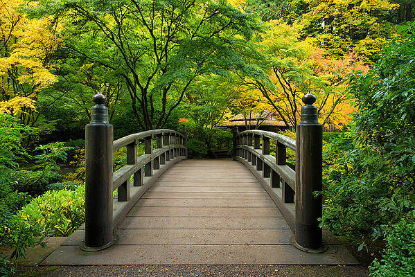 The Moon Bridge by Patrick Campbell The Moon Bridge by Patrick Campbell