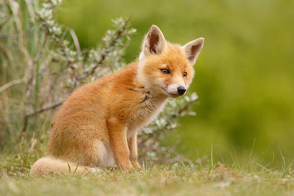 The New Kit ...Curious Red Fox Cub by Roeselien Raimond