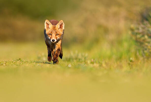 Wall Art - Photograph - The New Kit on the Grass - Red Fox Cub by Roeselien Raimond