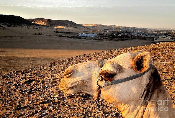 The Nubian Desert by David Felipe Pulido