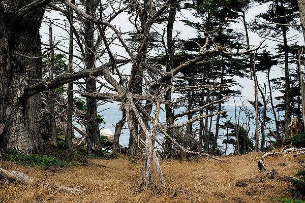 Wall Art - Photograph - The Ocean Peaking Through The Trees by Ryan Tuttle