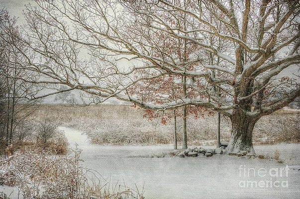 The Old Oak Tree by Pamela Baker The Old Oak Tree by Pamela Baker