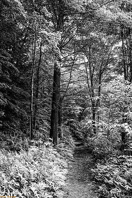 The Only Way by Jeffrey Weinstein