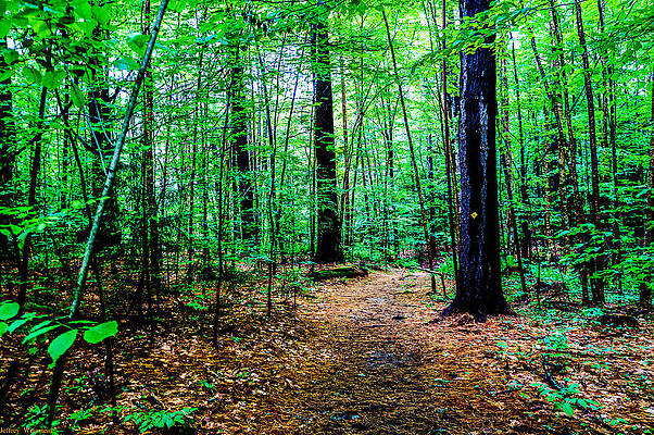 The Path Less Traveled  by Jeffrey Weinstein